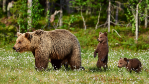 bears in rocky mountains